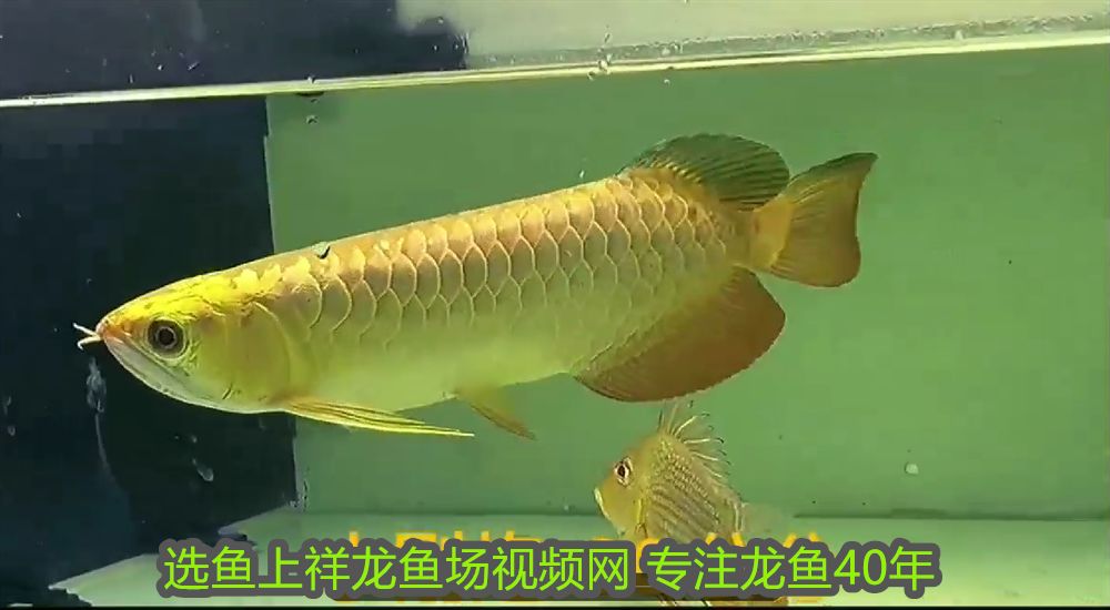 魚缸架子設計圖三層( 魚缸架子圖片大全 制作方法) 龍年龍魚 第2張 魚缸架子設計圖三層( 魚缸架子圖片大全 制作方法) 魚缸架子設計圖三層( 魚缸架子圖片大全 制作方法) 龍年龍魚 第2張