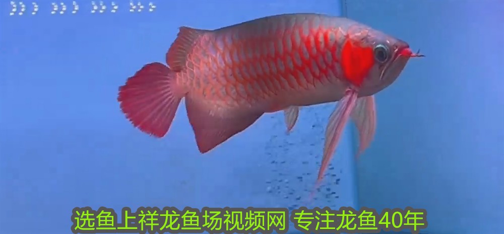 魚缸加熱棒買哪種好用的(魚缸加熱棒選哪種好)