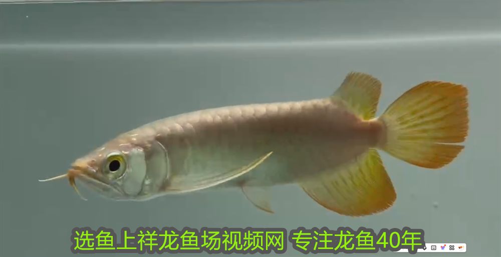 詳細閱讀:泥鰍怎么處理才能喂龍魚吃:泥鰍的科學處理,龍魚喂養的藝術 泥鰍怎么處理才能喂龍魚吃:泥鰍的科學處理,龍魚喂養的藝術