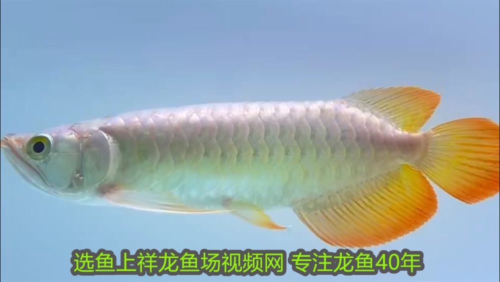 魚頭像最忌三種人，風水禁忌與社交暗示的深層解讀，魚頭像風水禁忌，揭秘最忌諱的三種人及其社交暗示