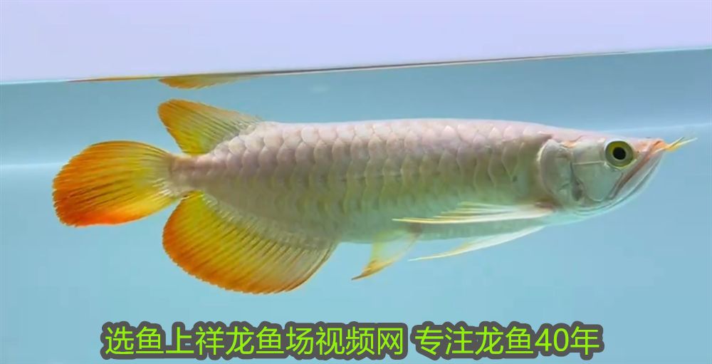 伊罕3e自檢，伊罕2373