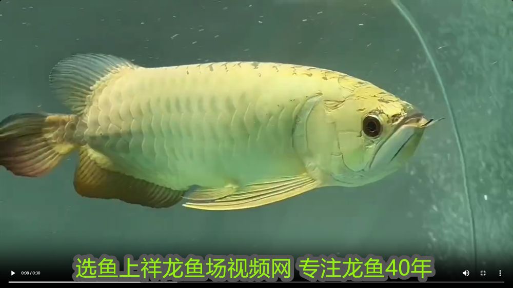 龍魚鎮(zhèn)宅嗎：龍魚鎮(zhèn)宅，揭秘三味奇藥，護(hù)佑家宅安寧