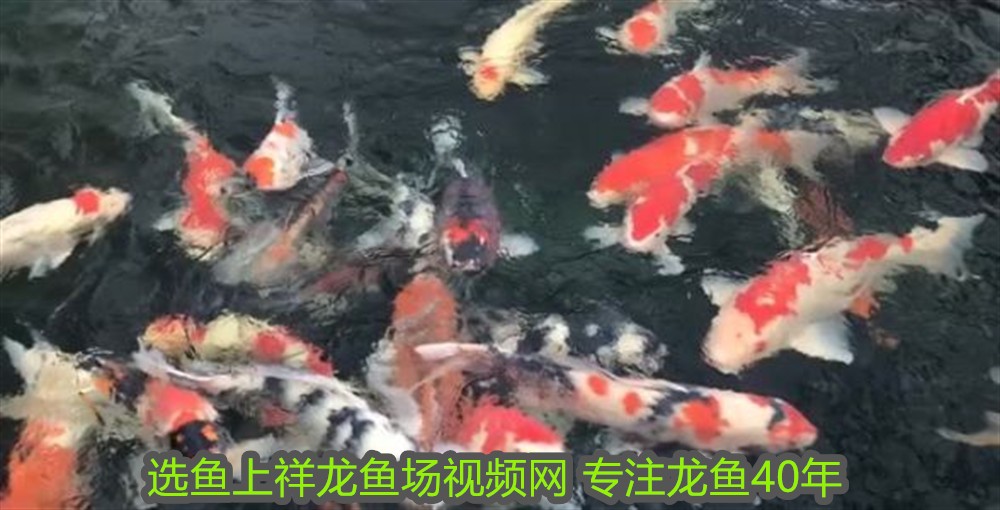 森森600魚缸質量好嗎：森森600魚缸怎么樣？