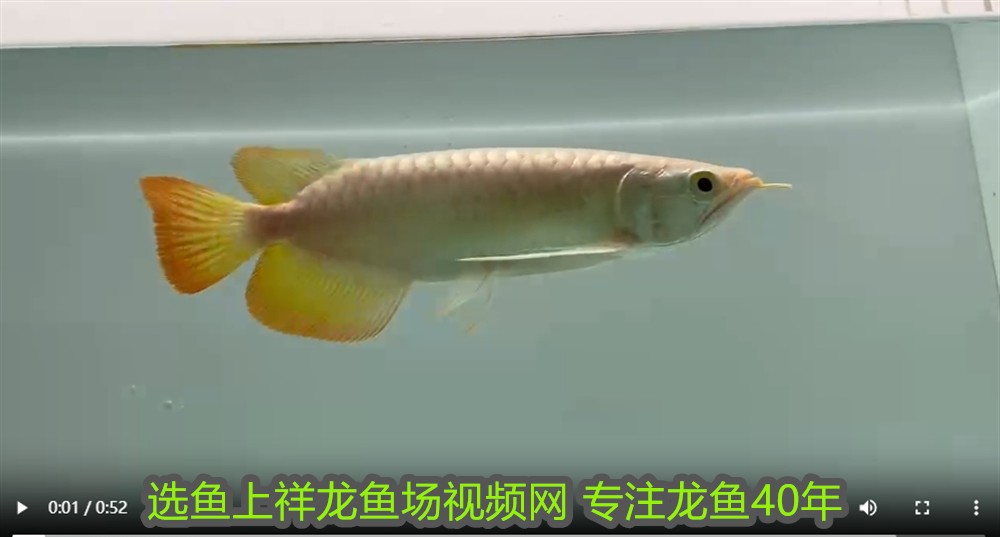 有循環系統的魚缸用換水嗎?(水缸水怎么循環換水) 有循環系統的魚缸用換水嗎?(水缸水怎么循環換水) 魟魚百科 第2張