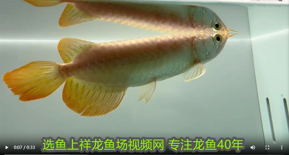魚缸經(jīng)常曬太陽好嗎（魚缸經(jīng)常曬太陽好嗎冬天）