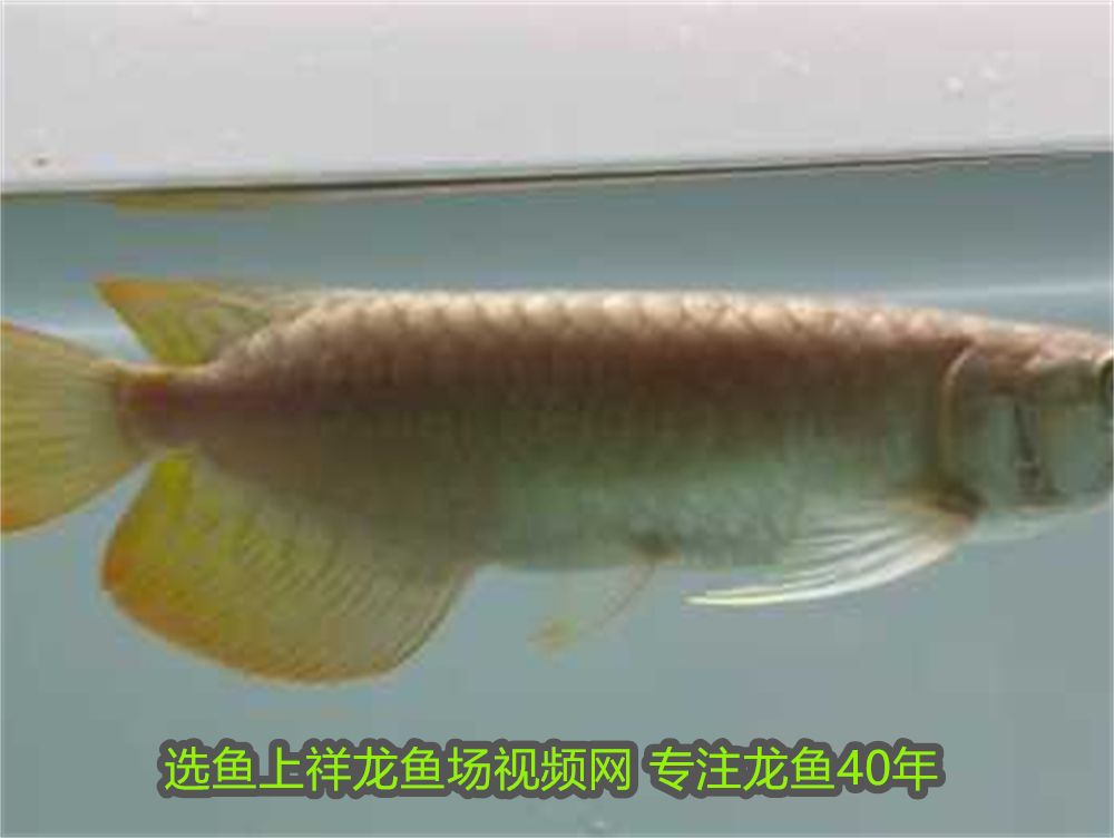家里養魚一般養幾條為好？科學養魚的數量指南，科學養魚指南，家庭養魚的最佳數量建議