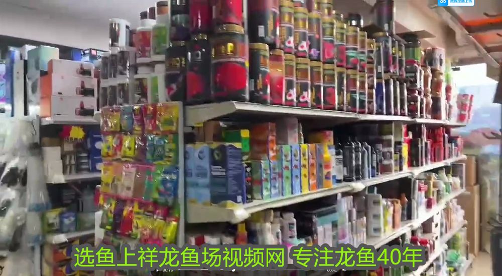 與紅龍魚混養的魚有哪些品種:與紅龍魚混養的一些常見魚品種 紅龍魚百科 第1張 與紅龍魚混養的魚有哪些品種:與紅龍魚混養的一些常見魚品種 與紅龍魚混養的魚有哪些品種:與紅龍魚混養的一些常見魚品種 紅龍魚百科 第1張