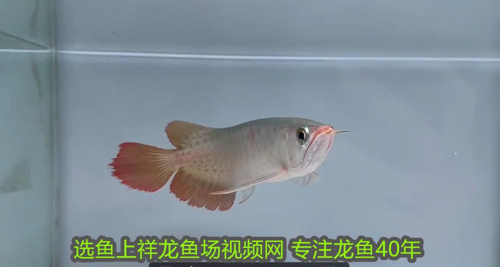 曼龍魚懷孕多久產卵？繁殖周期與飼養技巧詳解，曼龍魚懷孕產卵周期及繁殖飼養全攻略