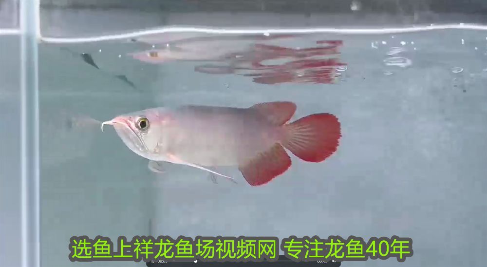 龍魚虎魚配什么魚好看(魚缸龍虎配什么魚) 虎魚百科 第2張 龍魚虎魚配什么魚好看(魚缸龍虎配什么魚) 龍魚虎魚配什么魚好看(魚缸龍虎配什么魚) 虎魚百科 第2張
