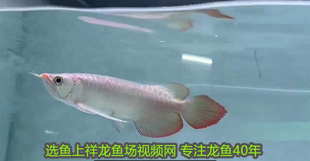 玻璃魚缸用什么膠最好：如何選擇合適的玻璃膠 玻璃魚缸用什么膠最好：如何選擇合適的玻璃膠 魚缸百科 第2張