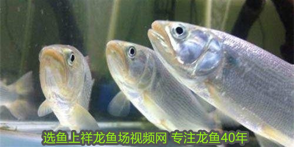 風水魚養幾條最吉利最旺財?揭秘招財布局的奧秘與禁忌,風水魚養幾條最旺財?招財布局秘訣與禁忌全解析 龍魚百科 第1張 風水魚養幾條最吉利最旺財?揭秘招財布局的奧秘與禁忌,風水魚養幾條最旺財?招財布局秘訣與禁忌全解析 風水魚養幾條最吉利最旺財?揭秘招財布局的奧秘與禁忌,風水魚養幾條最旺財?招財布局秘訣與禁忌全解析 龍魚百科 第1張