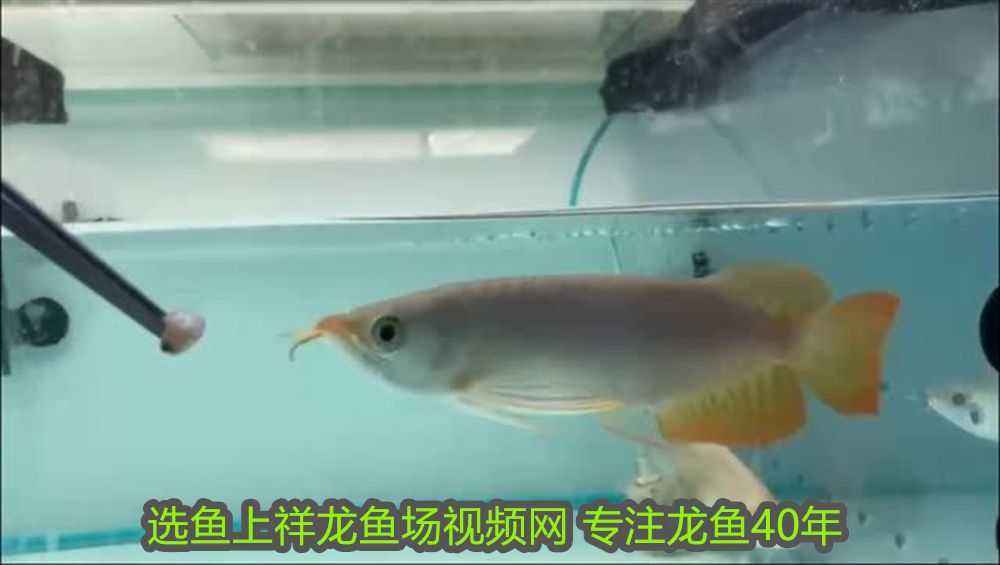 龍魚為何不能養超過三個月？揭秘短期飼養的真相與隱患，龍魚三月必死魔咒？深度解析短期飼養的致命陷阱