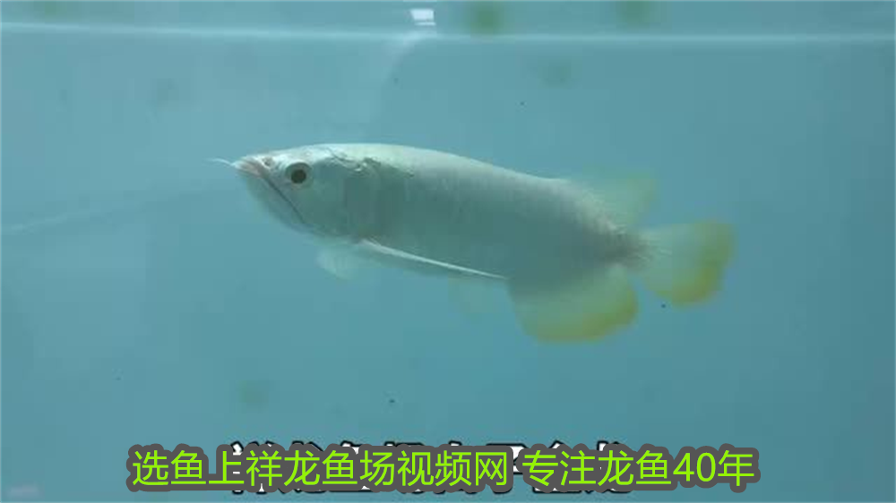 銀龍魚喂飼料可以不(銀龍魚喂飼料可以不喂飼料嗎) 銀龍魚喂飼料可以不(銀龍魚喂飼料可以不喂飼料嗎) 銀龍魚百科 第2張
