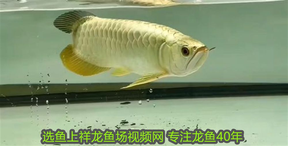 變廢為寶自制魚缸：變廢為寶自制魚缸是一種創意十足的廢物利用方法