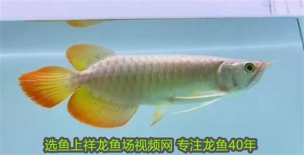 龍魚(yú)疾病圖解，常見(jiàn)病癥識(shí)別與防治指南，龍魚(yú)常見(jiàn)疾病圖解，識(shí)別與防治全攻略 龍魚(yú)疾病圖解，常見(jiàn)病癥識(shí)別與防治指南，龍魚(yú)常見(jiàn)疾病圖解，識(shí)別與防治全攻略 龍魚(yú)常見(jiàn)疾病 第3張