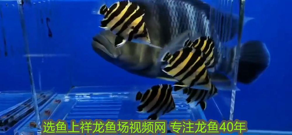 許昌魚缸批發市場在哪里啊電話多少(許昌魚缸批發市場在哪里啊電話多少啊)