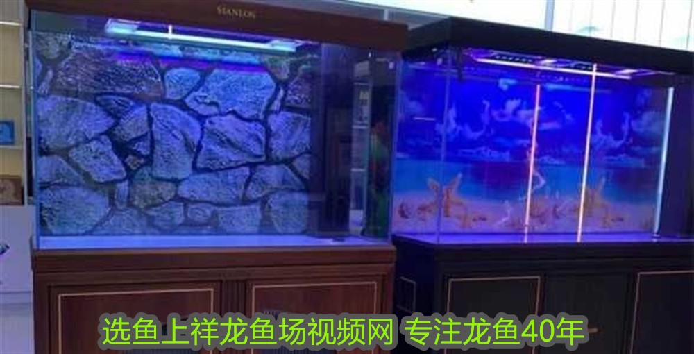斗魚魚缸可以放什么：如何選擇適合斗魚的水草 斗魚魚缸可以放什么：如何選擇適合斗魚的水草 魚缸百科 第1張