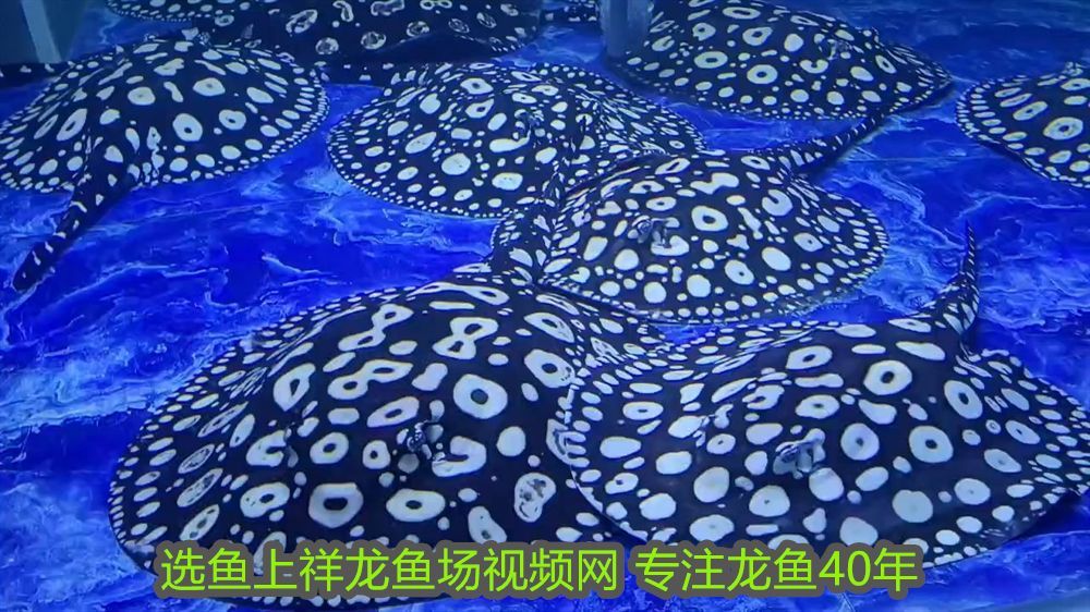 把魚送人一般不吉利？解讀民間禁忌與現代觀念，送魚不吉利？揭秘民間魚禮禁忌與現代觀念碰撞