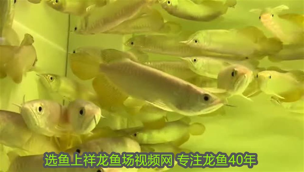 揚州魚缸過濾器維修店電話多少號碼(揚州魚缸定制)