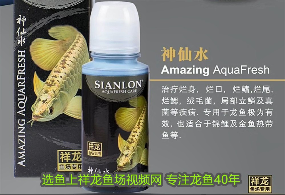 銀龍魚缸里可以放沉木嗎(銀龍魚缸里可以放沉木嗎) 銀龍魚缸里可以放沉木嗎(銀龍魚缸里可以放沉木嗎) 銀龍魚百科 第2張