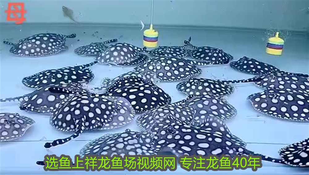 銀龍魚(yú)眼睛鼓起來(lái)怎么回事兒(龍魚(yú)的眼睛鼓出來(lái)了)