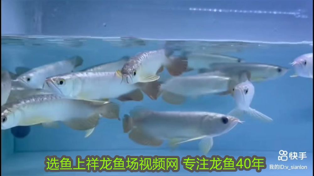 泰州哪里賣魚缸便宜又好的 泰州哪里有批發漁具得 泰州哪里賣魚缸便宜又好的 泰州哪里有批發漁具得 老魚匠 第2張