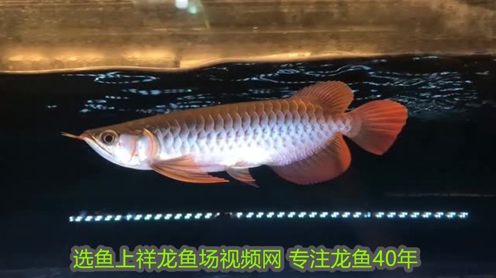 詳細閱讀:人生如魚,游弋于時光之河的感悟,人生如魚,游弋時光之河的哲思與頓悟 人生如魚,游弋于時光之河的感悟,人生如魚,游弋時光之河的哲思與頓悟