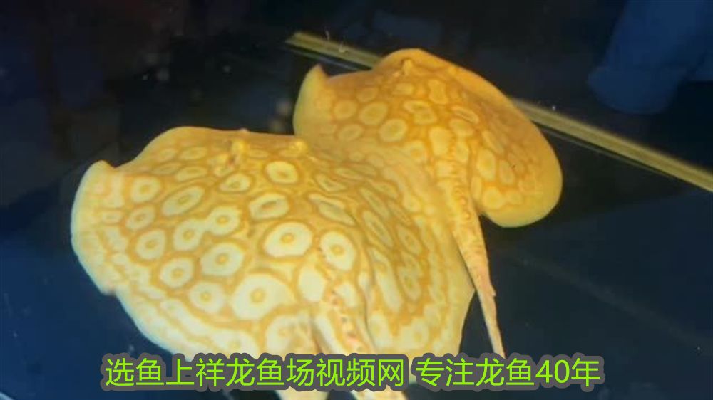 銀龍魚可以喂顆粒料嗎圖片(銀龍魚能喂顆粒飼料嗎) 銀龍魚可以喂顆粒料嗎圖片(銀龍魚能喂顆粒飼料嗎) 銀龍魚百科 第1張