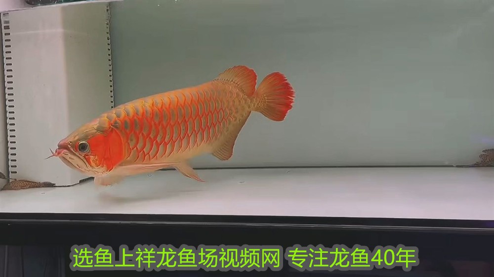 銀龍魚魚鱗有白點(diǎn)怎么回事圖片(銀龍魚魚鱗發(fā)白)