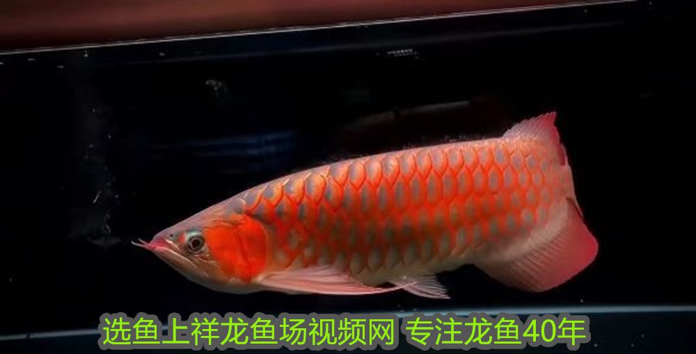 百因美魚缸過濾器：biozym百因美魚缸過濾器