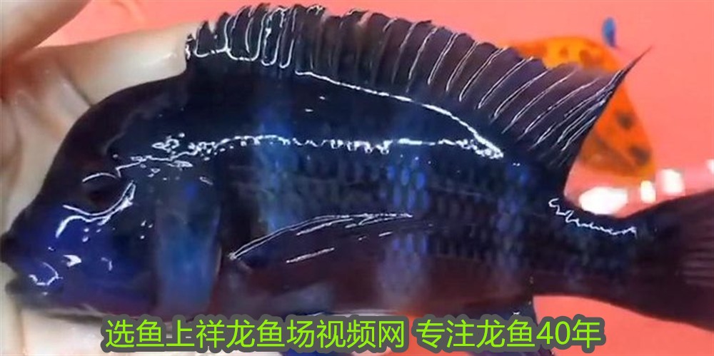 紅龍魚幾年成年 龍魚百科 第2張 紅龍魚幾年成年 紅龍魚幾年成年 龍魚百科 第2張