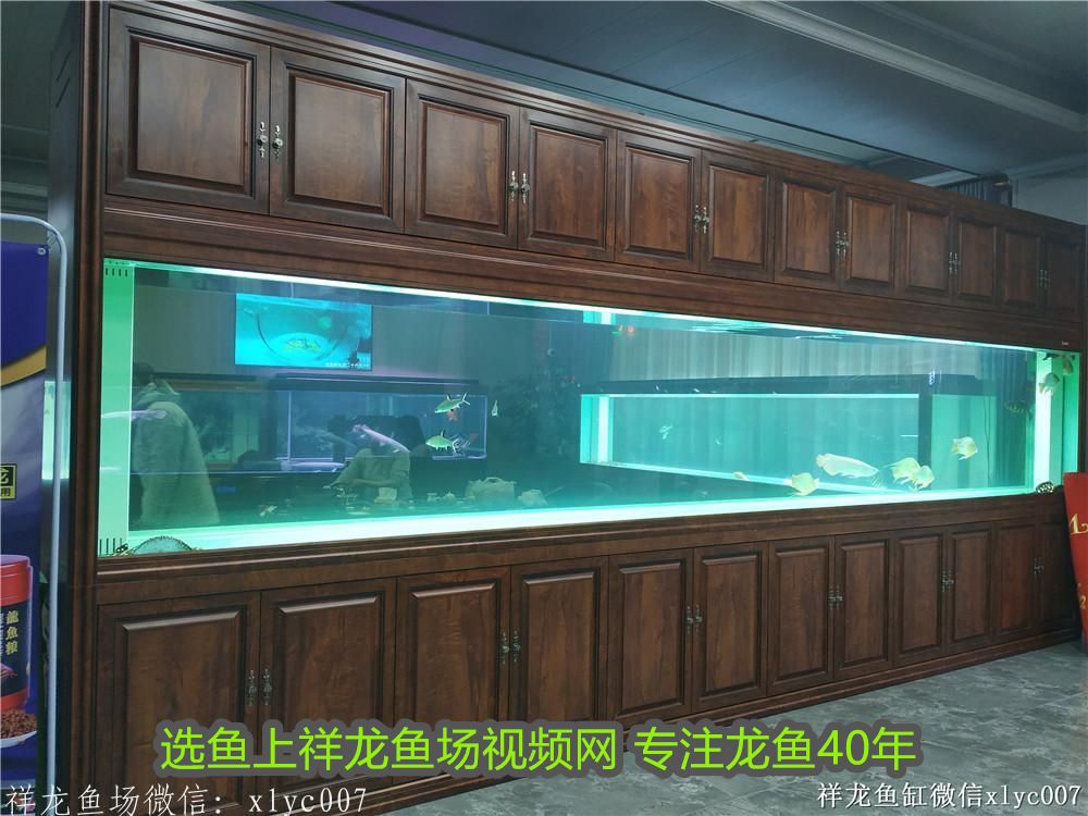 三條魚不能隨便養(yǎng)的原因，揭秘風水禁忌與生態(tài)隱患，三條魚的風水禁忌與生態(tài)隱患，為何不能隨便養(yǎng)？