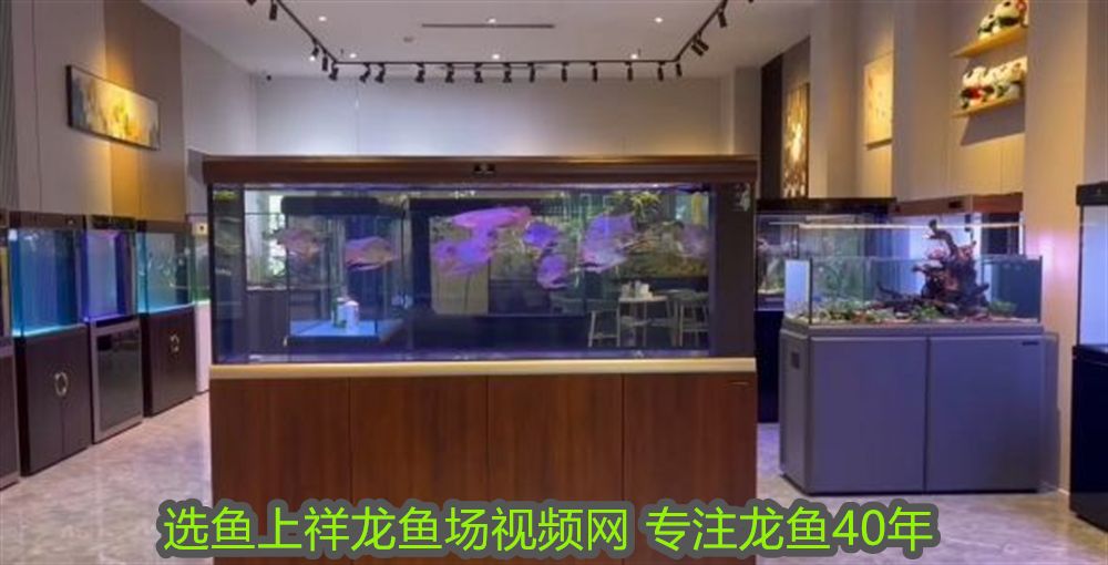 銀龍魚吃食不積極怎么辦(銀龍魚不吃魚食怎么辦) 銀龍魚吃食不積極怎么辦(銀龍魚不吃魚食怎么辦) 銀龍魚百科 第1張