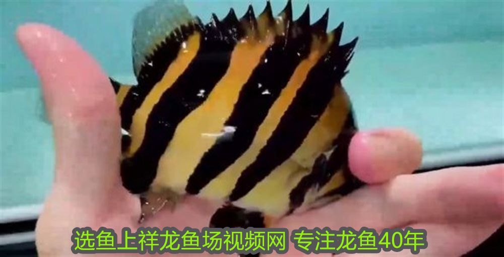 紅龍魚品種分類圖解：幾種常見(jiàn)的紅龍魚品種 紅龍魚品種分類圖解：幾種常見(jiàn)的紅龍魚品種 紅龍魚百科 第1張