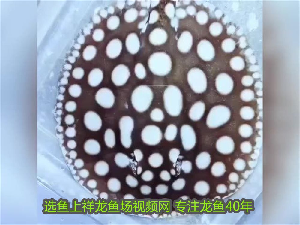 創寧水泵哪個型號好用點，創寧水泵為什么那么貴 創寧水泵哪個型號好用點，創寧水泵為什么那么貴 創寧水族 第2張