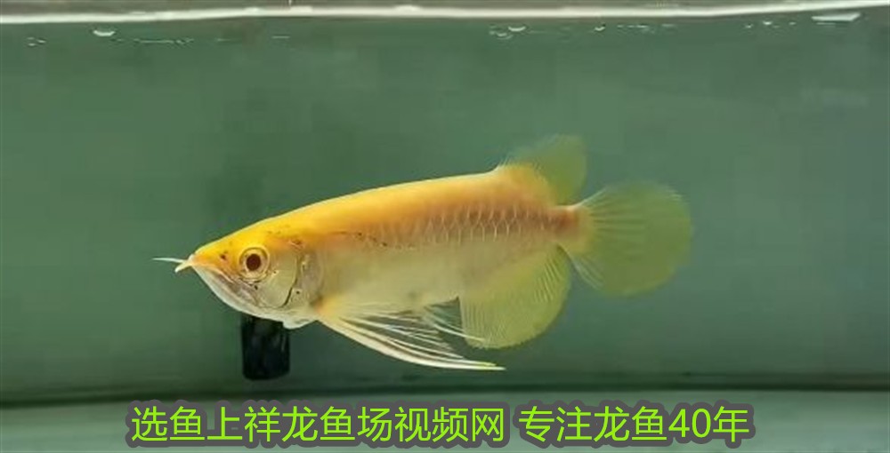 紅龍魚吃什么上色快一點呢