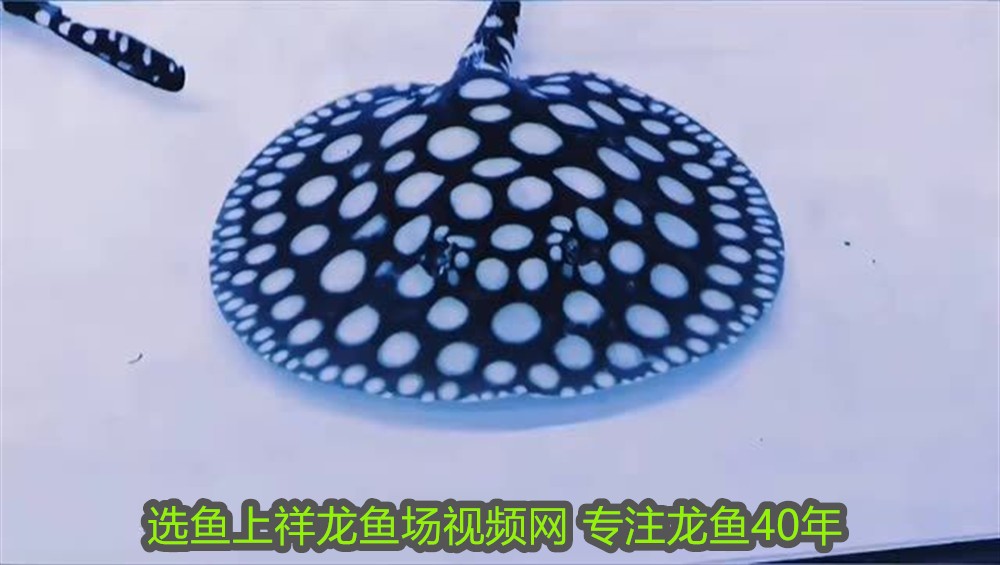 5條魚是吉利還是不吉利呢:魚躍文化之境,5條魚的吉祥密碼與多元解讀 龍魚百科 第2張 5條魚是吉利還是不吉利呢:魚躍文化之境,5條魚的吉祥密碼與多元解讀 5條魚是吉利還是不吉利呢:魚躍文化之境,5條魚的吉祥密碼與多元解讀 龍魚百科 第2張